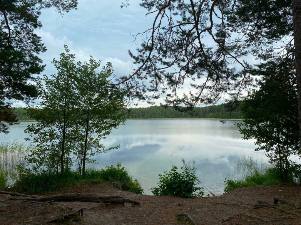 Ummis un lobēlija